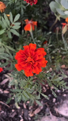 Tagetes erecta