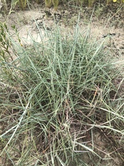 Schizachyrium maritimum