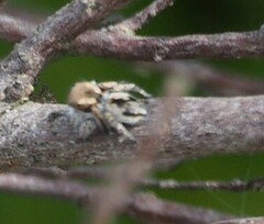 Maratus albus