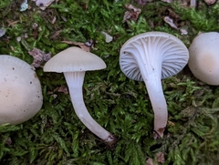 Cuphophyllus borealis