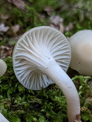 Cuphophyllus borealis