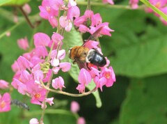 Mesoxaea