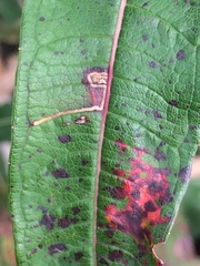Mompha raschkiella