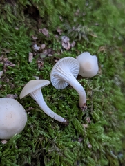 Cuphophyllus borealis