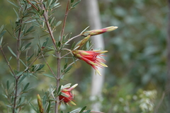 Lambertia formosa