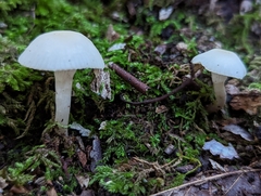 Cuphophyllus borealis