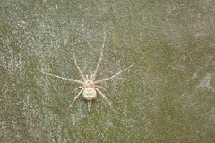 Tamopsis