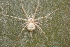 Tamopsis