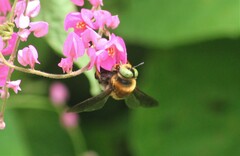 Mesoxaea