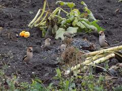 Coccothraustes coccothraustes