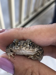 Incilius mazatlanensis