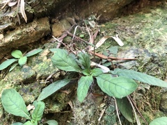 Staurogyne concinnula