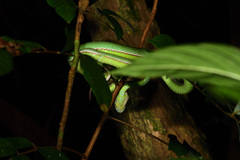 Trimeresurus stejnegeri