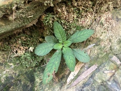 Staurogyne concinnula