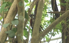 Chrysocolaptes guttacristatus