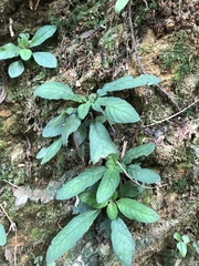 Staurogyne concinnula