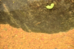 Garra