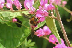 Mesoxaea