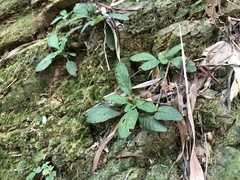Staurogyne concinnula