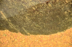 Garra