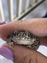 Incilius mazatlanensis