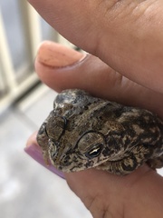 Incilius mazatlanensis