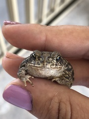 Incilius mazatlanensis
