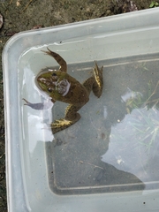 Hoplobatrachus chinensis