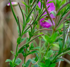 Epilobium hirsutum