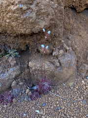 Drosera neocaledonica