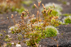 Tortula muralis muralis