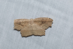 Phalacra
