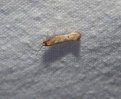 Tineola bisselliella