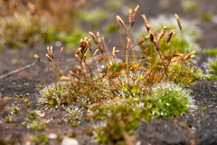 Tortula muralis muralis