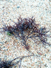 Furcellaria lumbricalis