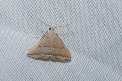 Lysimelia neleusalis