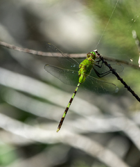 Erythemis vesiculosa