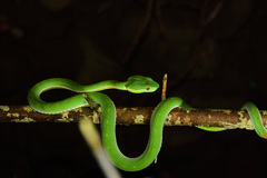 Trimeresurus stejnegeri