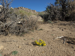 Pectis papposa papposa