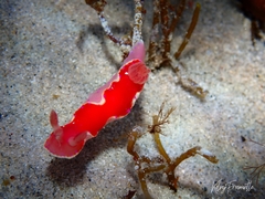 Thorunna arbuta