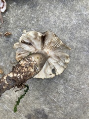 Tricholoma saponaceum