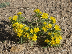 Pectis papposa papposa