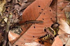 Scincella formosensis