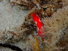 Thorunna arbuta