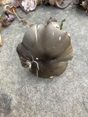 Tricholoma saponaceum