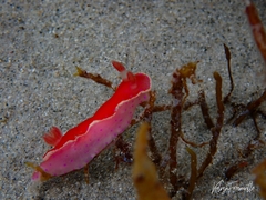 Thorunna arbuta