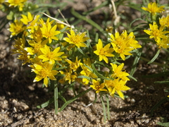 Pectis papposa papposa