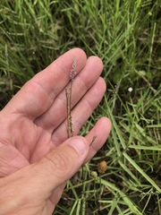 Polygala appendiculata