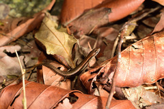 Scincella formosensis