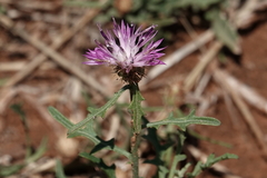 Centaurea aspera